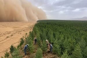 Το μεγαλύτερο τεχνητό δάσος του κόσμου σταμάτησε την άμμο πριν φτάσει στο Πεκίνο