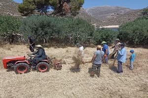 Δελτίο Τύπου Ενωμένης Ρωμηοσύνης στην Κάλυμνο: Θερισμός και Αλώνισμα Σταριού