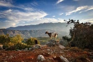 Γέροντας Σεραφεὶμ Δημόπουλος - Τα δύο μονιασμένα αδέρφια