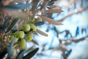 Οι πολυφαινόλες ισχυρό όπλο για το μεταβολικό σύνδρομο – Τι αποκαλύπτουν πρόσφατες έρευνες για την αξία του ελαιολάδου