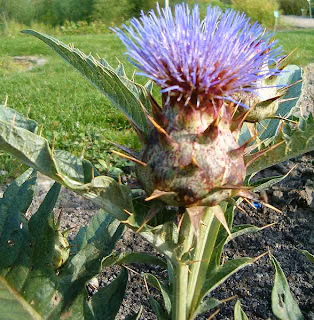 Αγκινάρα άγρια-Cynara cardunculus