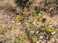 Σκόλυμος-Scolymus hispanicus L.