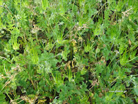 Καλόγερος-Erodium cicutarium