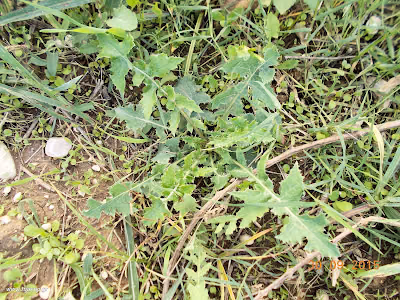 Ζωχός-Sonchus Σεπτέμβριος: Άγρια φαγώσιμα χόρτα της Ελλάδας
