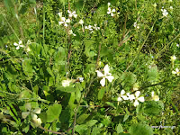 Ραπανίδα-Raphanus raphanistrum