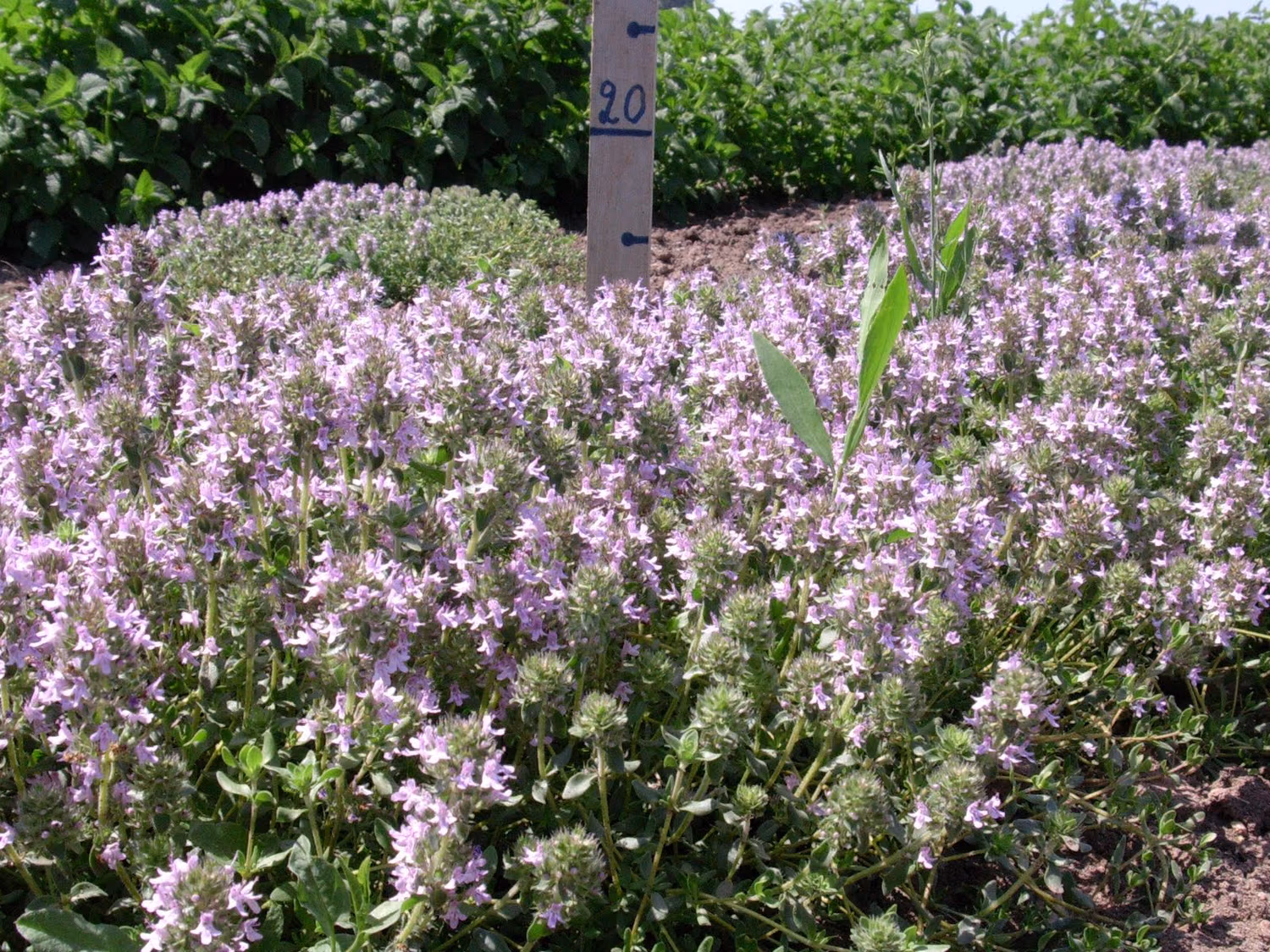 THYMUS