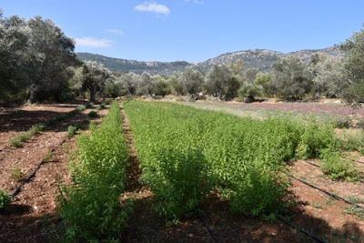 Παράγει εισόδημα το άχρηστο οικογενειακό χωραφάκι