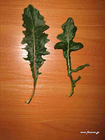 Χηροβότανο-Helminthotheca echioides (L.) Holub(=Picris echioides)