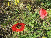 Παπαρούνα-Papaver rhoeas
