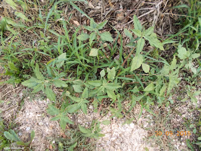 Βλίτο–Amaranthus sp. Σεπτέμβριος: Άγρια φαγώσιμα χόρτα της Ελλάδας