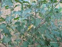 Στρύφνος-Solanum nigrum