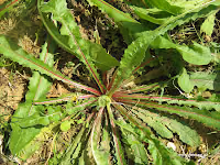 Χηροβότανο-Helminthotheca echioides (L.) Holub(=Picris echioides)