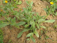 Καλέντουλα-Calendula officinalis