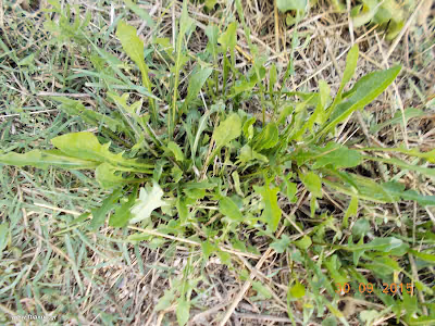 Ραδίκια-Cichorium Σεπτέμβριος: Άγρια φαγώσιμα χόρτα της Ελλάδας