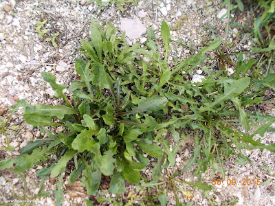 Ραδίκια-Cichorium Σεπτέμβριος: Άγρια φαγώσιμα χόρτα της Ελλάδας