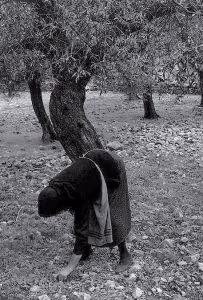 Μαζεύοντας ἐλιές, Μάνη, 1964