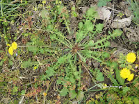 Ταράξακον το φαρμακευτικόν-Taraxacum officinalis