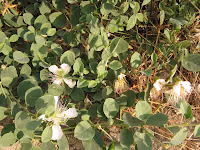 Κάπαρη-Capparis spinosa