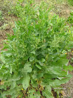 Λάπαθο-Rumex sp.