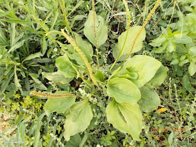 Πεντάνευρο-Plantago Σεπτέμβριος: Άγρια φαγώσιμα χόρτα της Ελλάδας