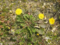 Ταράξακον το φαρμακευτικόν-Taraxacum officinalis