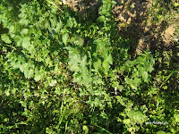 Τσουκνίδα-Urtica dioica