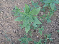 Βλίτο–Amaranthus sp.