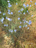 Ραδίκια άγρια-Cichorium intybus