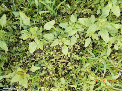 Βλίτο–Amaranthus sp. Σεπτέμβριος: Άγρια φαγώσιμα χόρτα της Ελλάδας