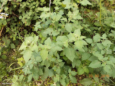 Στρύφνος-Solanum nigrum Σεπτέμβριος: Άγρια φαγώσιμα χόρτα της Ελλάδας