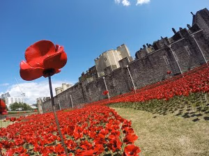poppies-5