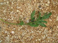 Παπαρούνα-Papaver rhoeas