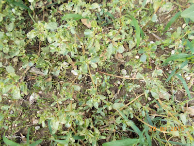 Αντράκλα-Portulaca Oleracia Σεπτέμβριος: Άγρια φαγώσιμα χόρτα της Ελλάδας