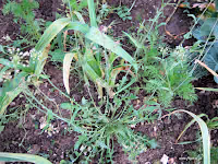 Αγριοκαρδαμούδα-Capsella bursa-pastoris