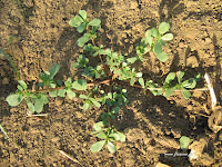 Αντράκλα-Portulaca Oleracia