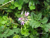 Καλόγερος-Erodium cicutarium