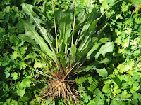 Ταράξακον το φαρμακευτικόν-Taraxacum officinalis