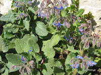 Μπόραγκο-Borago officinalis