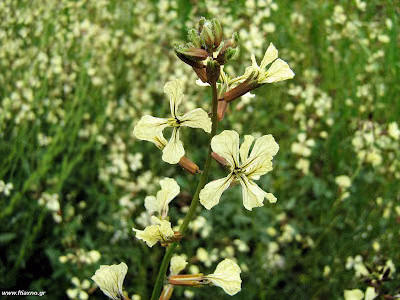 Ρόκα (Αζούματο)-Eruca sativa(rocket)