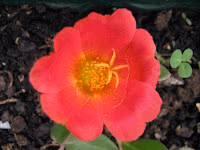 Αντράκλα-Portulaca Oleracia