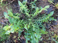 Ραδίκια άγρια-Cichorium intybus