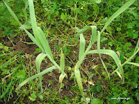Σκόρδο άγριο-Allium sativum