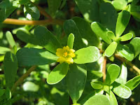 Αντράκλα-Portulaca Oleracia