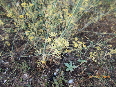 Σπόροι μάραθου-Foeniculum vulgare seeds Σεπτέμβριος: Άγρια φαγώσιμα χόρτα της Ελλάδας