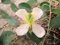 Κάπαρη-Capparis spinosa
