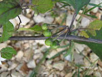 Στρύφνος-Solanum nigrum