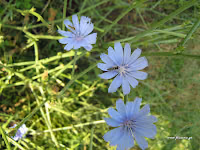 Ραδίκια άγρια-Cichorium intybus