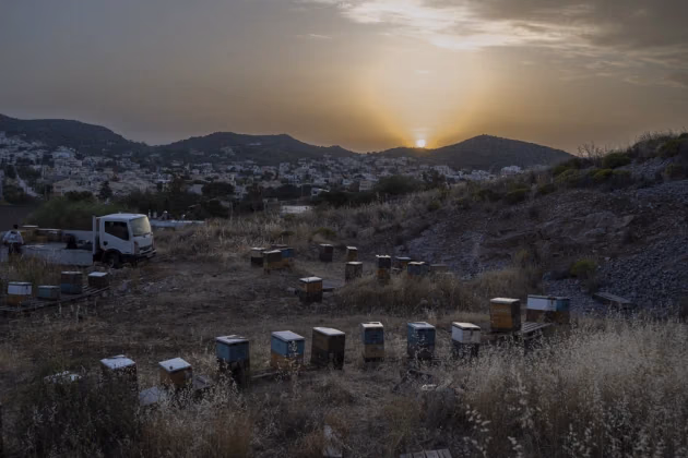ΜΕΛΙΣΟΚΟΜΜΟΣ 7