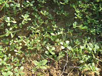 Αντράκλα-Portulaca Oleracia