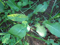 Λάπαθο-Rumex sp.
